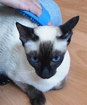 Gummib�rste zur Fellpflege