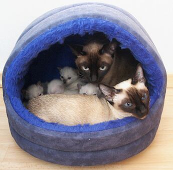 Kuschelh�le f�r Katzen