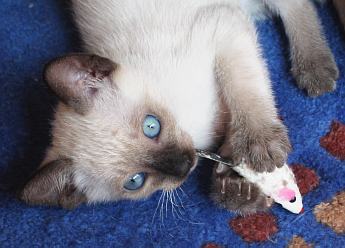 Katzenbaby, Cattery of Chiang Mai, Thaikatze, sealpoint