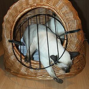 Ausbruch aus dem Weidenkorb