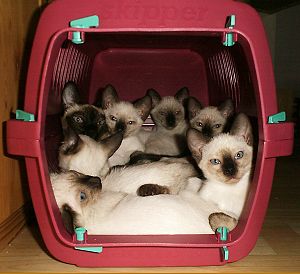 Thaikatzen im Transport-Cannel