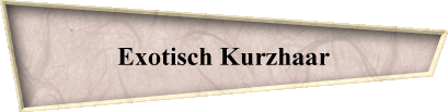 Exotisch Kurzhaar