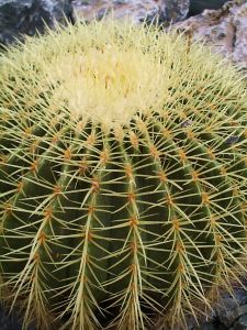 Mein kleiner gr�ner Kaktus ...