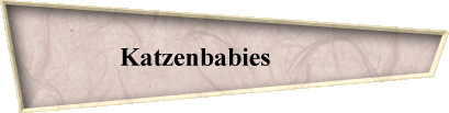 Katzenbabies         