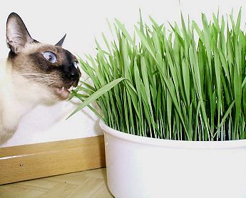 Sky Eyes Jasmin mit Katzengras, Thaikatze, sealpoint