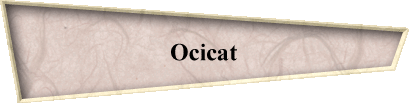 Ocicat