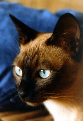 Tonkanesen - K�tzin Selina von Badera, Farbe maturalmink